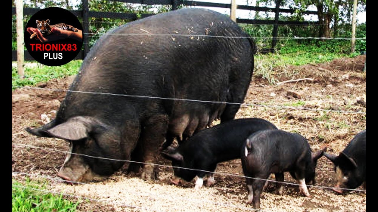El cerdo mas grande del mundo &ndash; CERDO GIGANTES &ndash; PUERCOS GIGANTES - CERDO LARGE BLACK