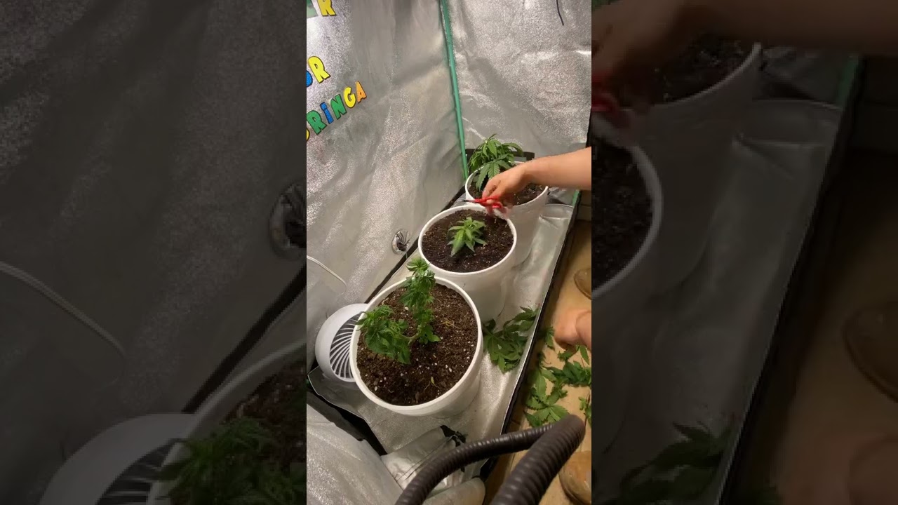 Poda nas plantas .
