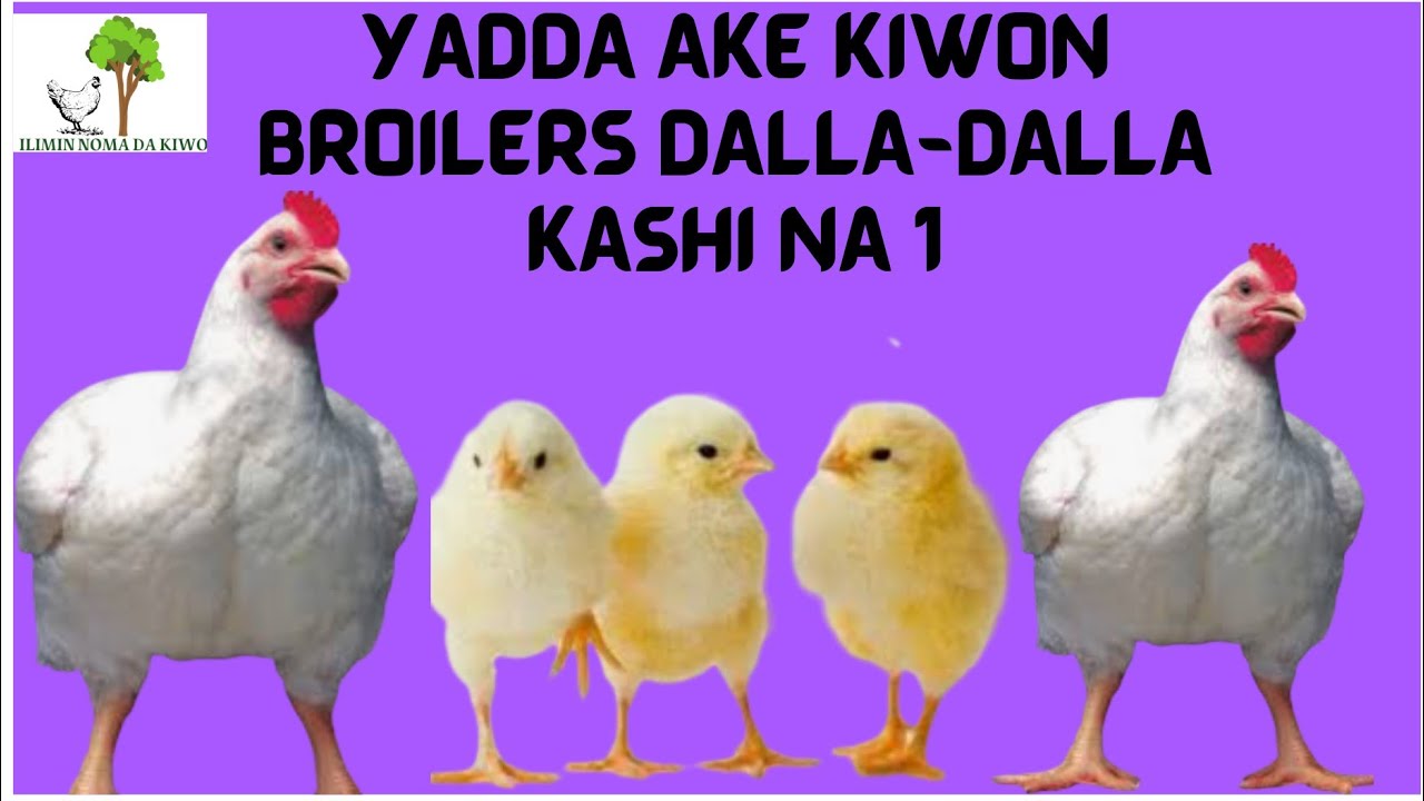 YADDA AKE KIWON BROILER DALLA-DALLA KASHI NA 1 #broiler #broilerfarming #hausa #dayold#maizefarming