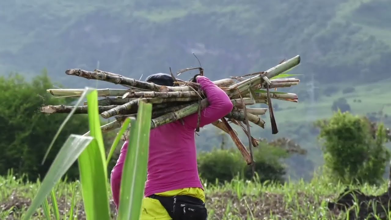 Modelo Productivo de Caña de Azúcar para Panela