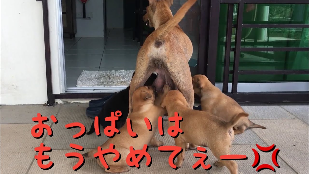 【海外の保護犬日記029】【生後5週】乳離れの仕方？しつけが半端なく怖い でもママから離れない子犬たち5 week after birth scared mom but won’t leave her