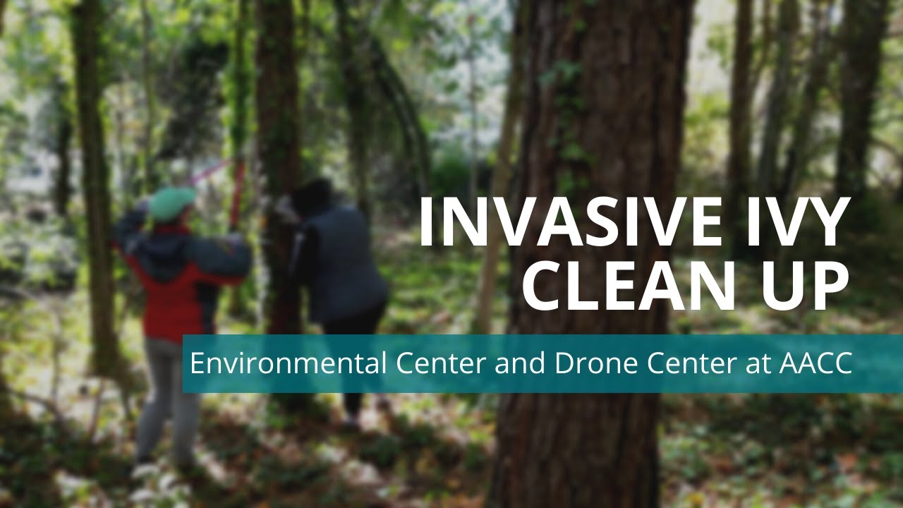 Invasive Ivy Clean Up at AACC