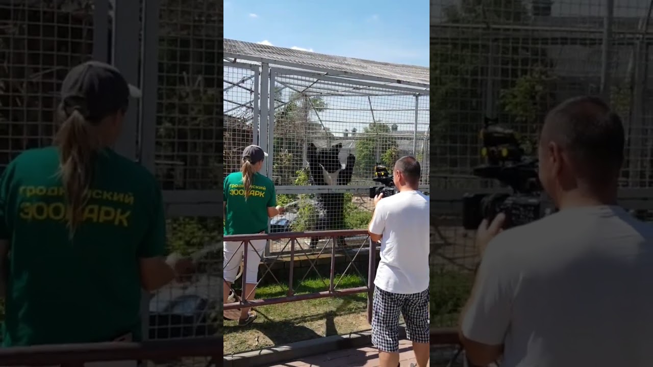Наблюдаем миху   #zooanimals #magicvibes #вдохновениеприродой