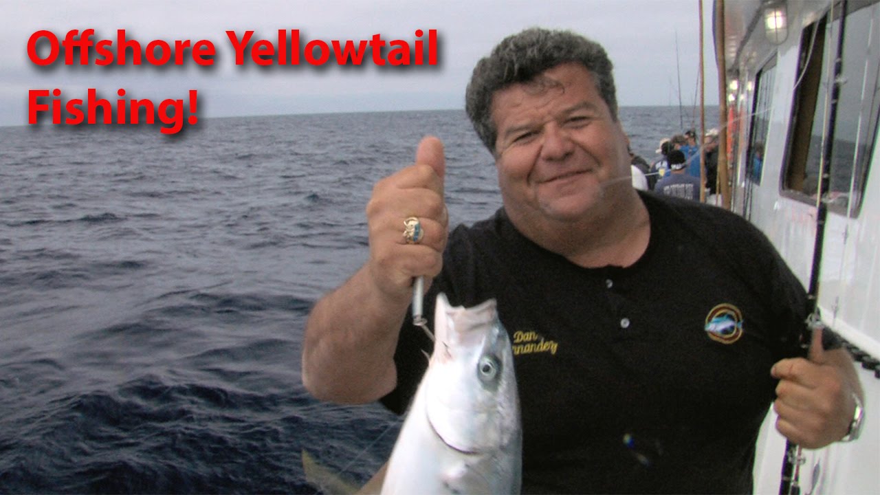 Chief, Offshore Fishing for Yellowtail | SPORT FISHING