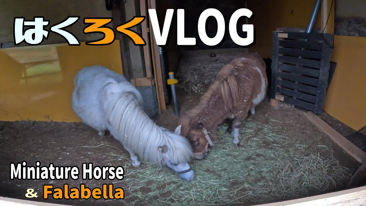 Discover the SECRET Life of Miniature Horses in Japan【はくろくVLOG】Vol.409