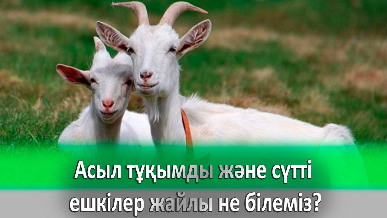Асыл тұқымды және сүтті ешкілер жайлы не білеміз?