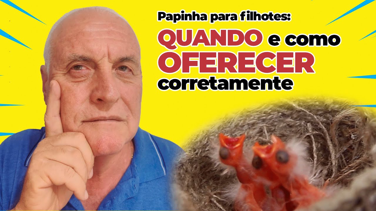 COMO ALIMENTAR O FILHOTE DE CAN&Aacute;RIO COM PAPINHA, Como n&atilde;o perder filhotes de can&aacute;rio belga