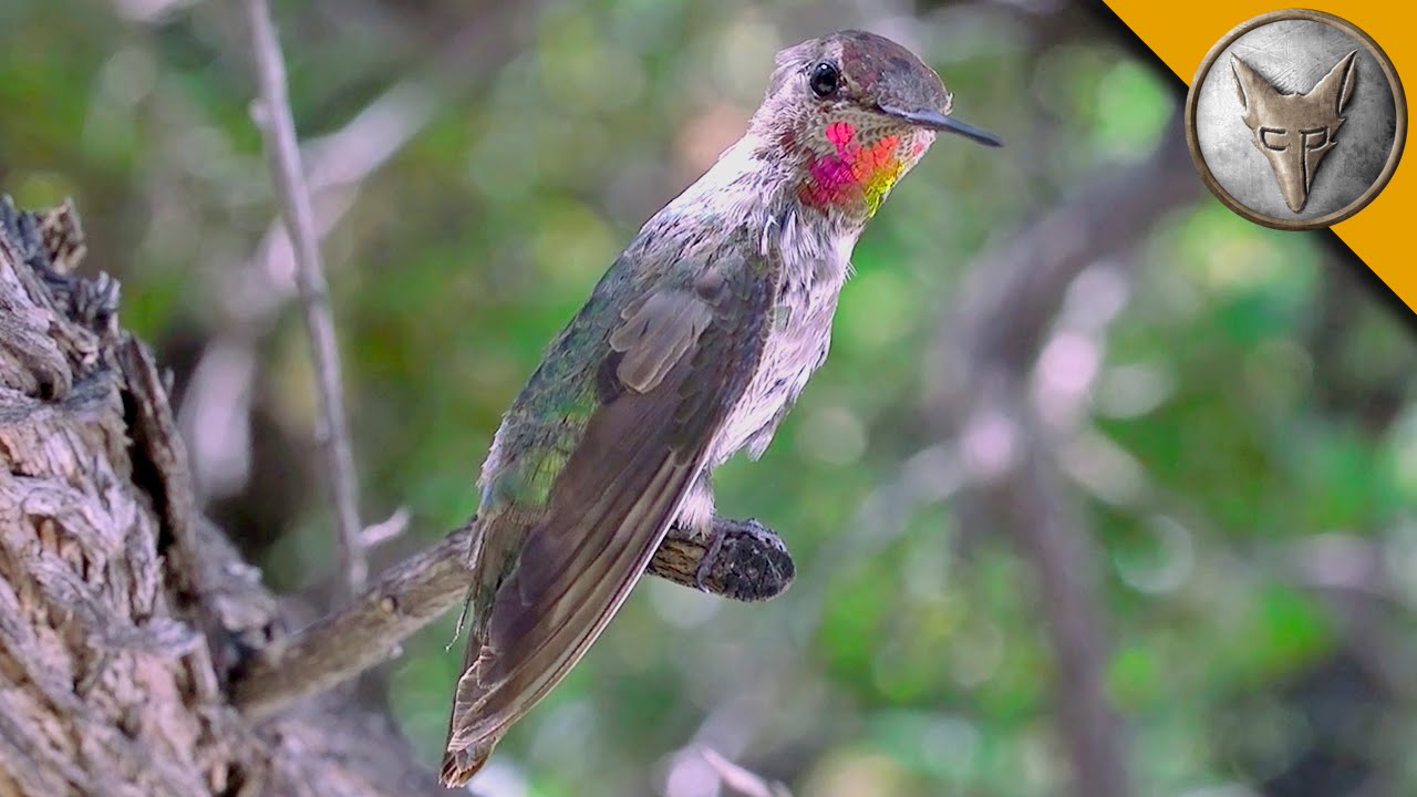 Amazing Hummingbird Experience!