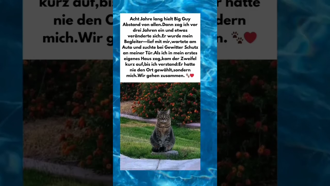 Er wählte nicht den Ort – er wählte mich 🐾