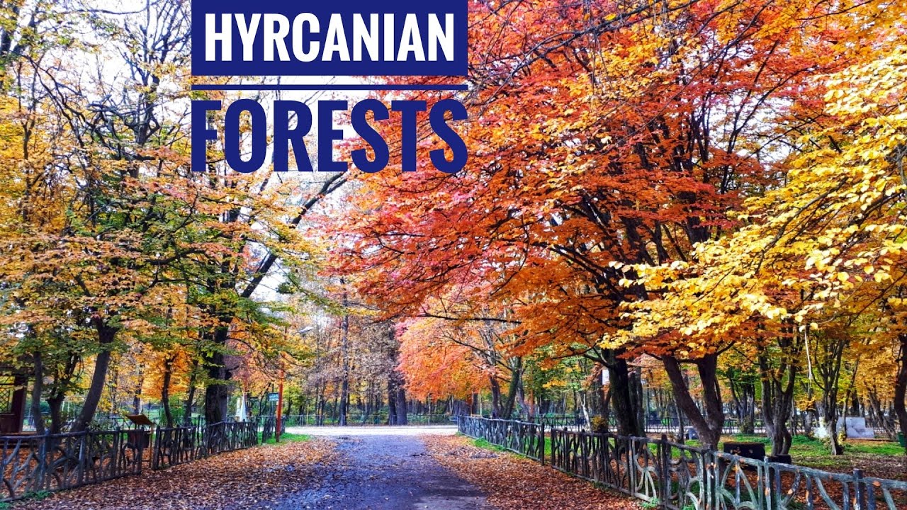 The Hyrcanian Forests in Golestan Province, Iran