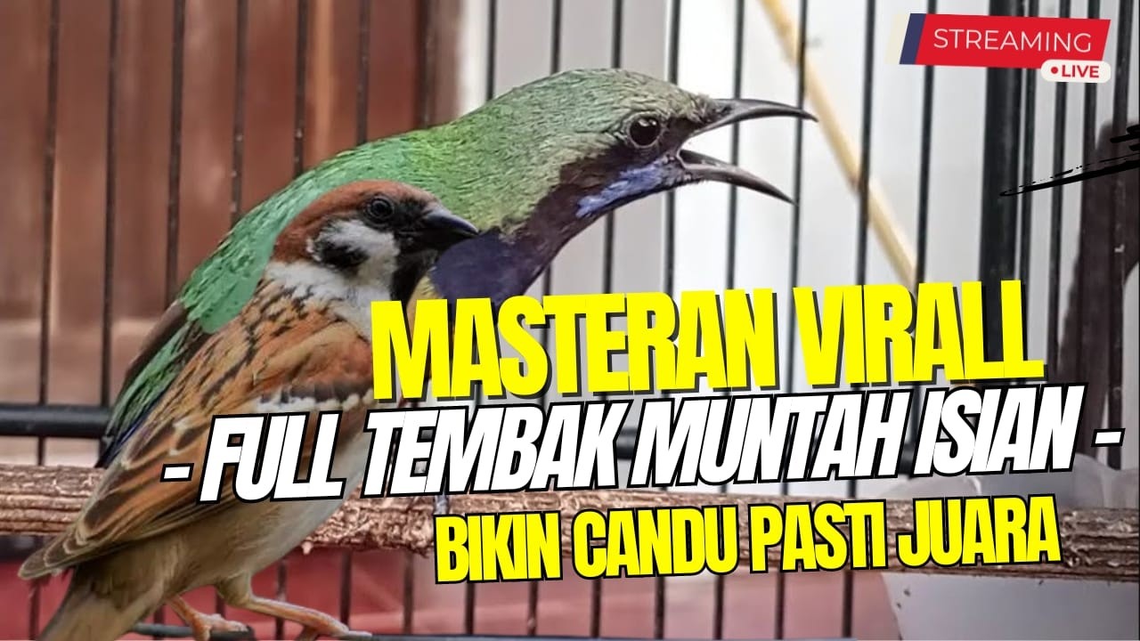 MASTERAN CUCAK CUNGKOK!! ROLL SPEED TEMBAKAN TAJAM KASARAN Vs GREJA TARUNG