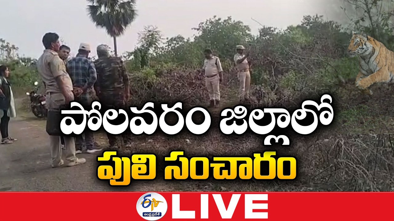 Tiger Terror in Polavaram District | Polavaram Villagers Panic Over Tiger Presence :🔴LIVE