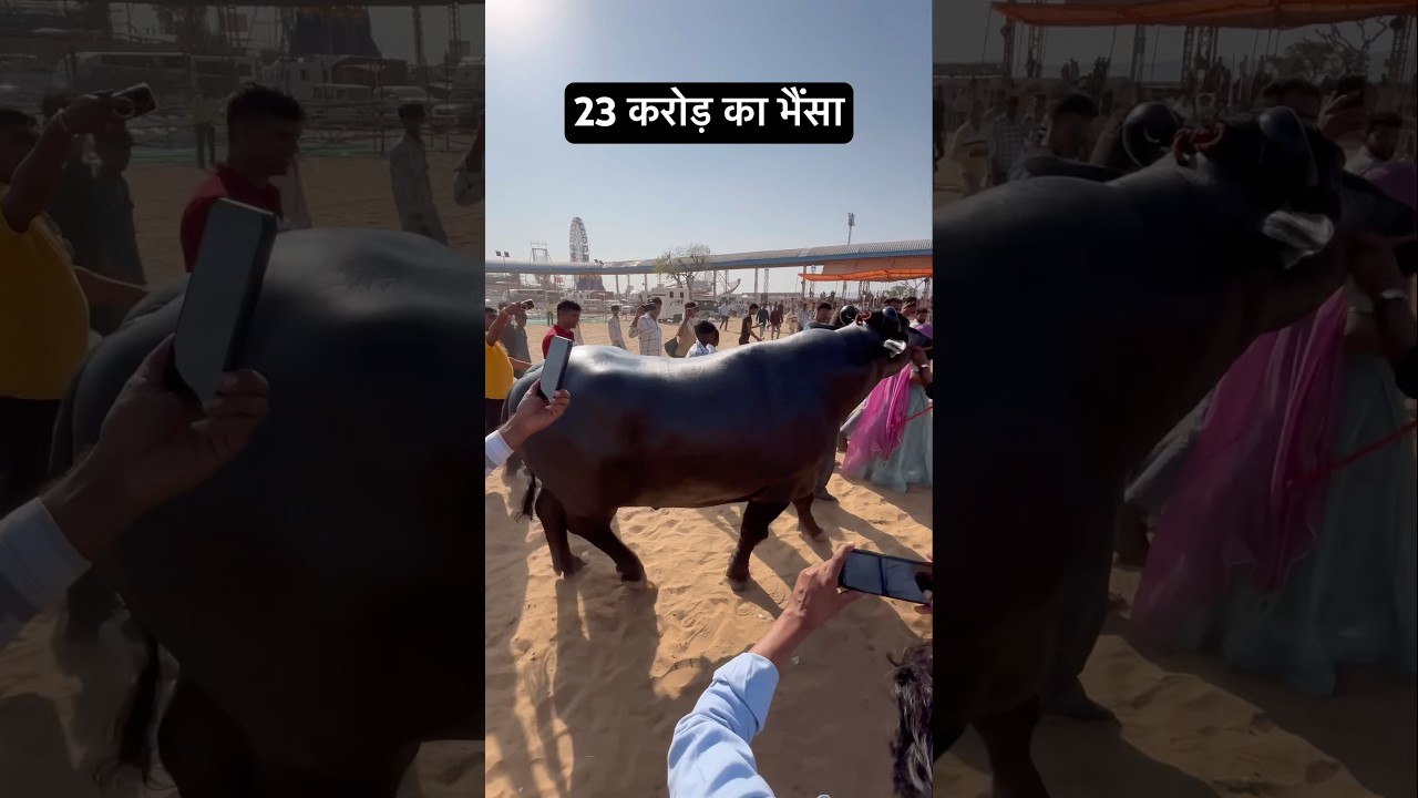 23 Crore ka bhainsa Anmol #animals #buffalo #pushkar