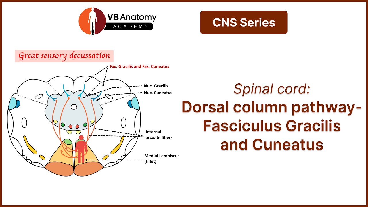 Spinal cord: Dorsal column pathway-Fasciculus Gracilis and Cuneatus