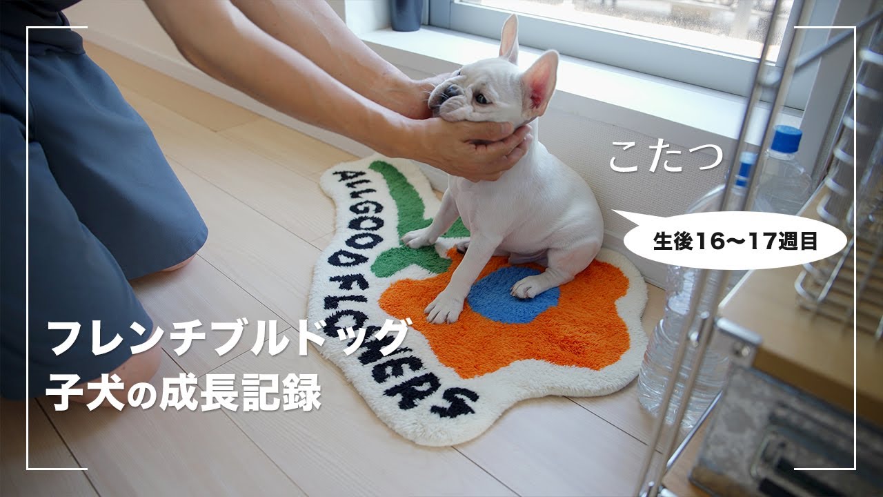 【こたつ成長記録】フレンチブルドッグの子犬のはじめての散歩・お手・新しい知育玩具【16〜17週目】
