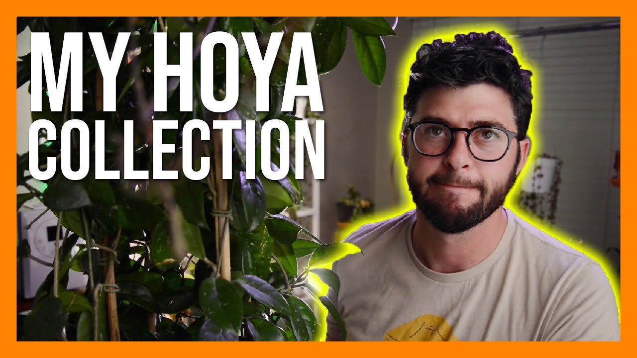 My Hoya Collection | Comprehensive Hoya Haul