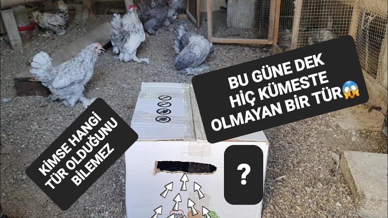 KÜMESE YENİ BİR TAVUK TÜRÜ GETİRDİM ŞOK OLACAKSINIZ tahmin edebilenler yoruma 