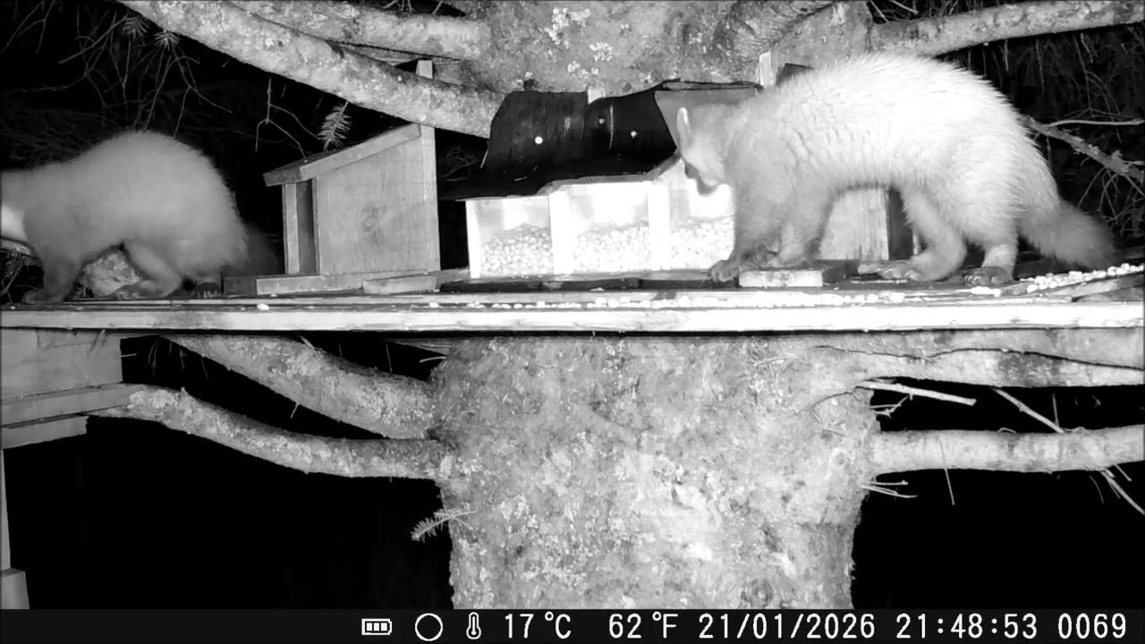 Two young martens feeding at the big tree #pinemarten #scottishwildlife