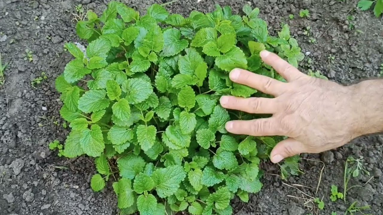 Мелисса Эстрагон Розы после зимовки