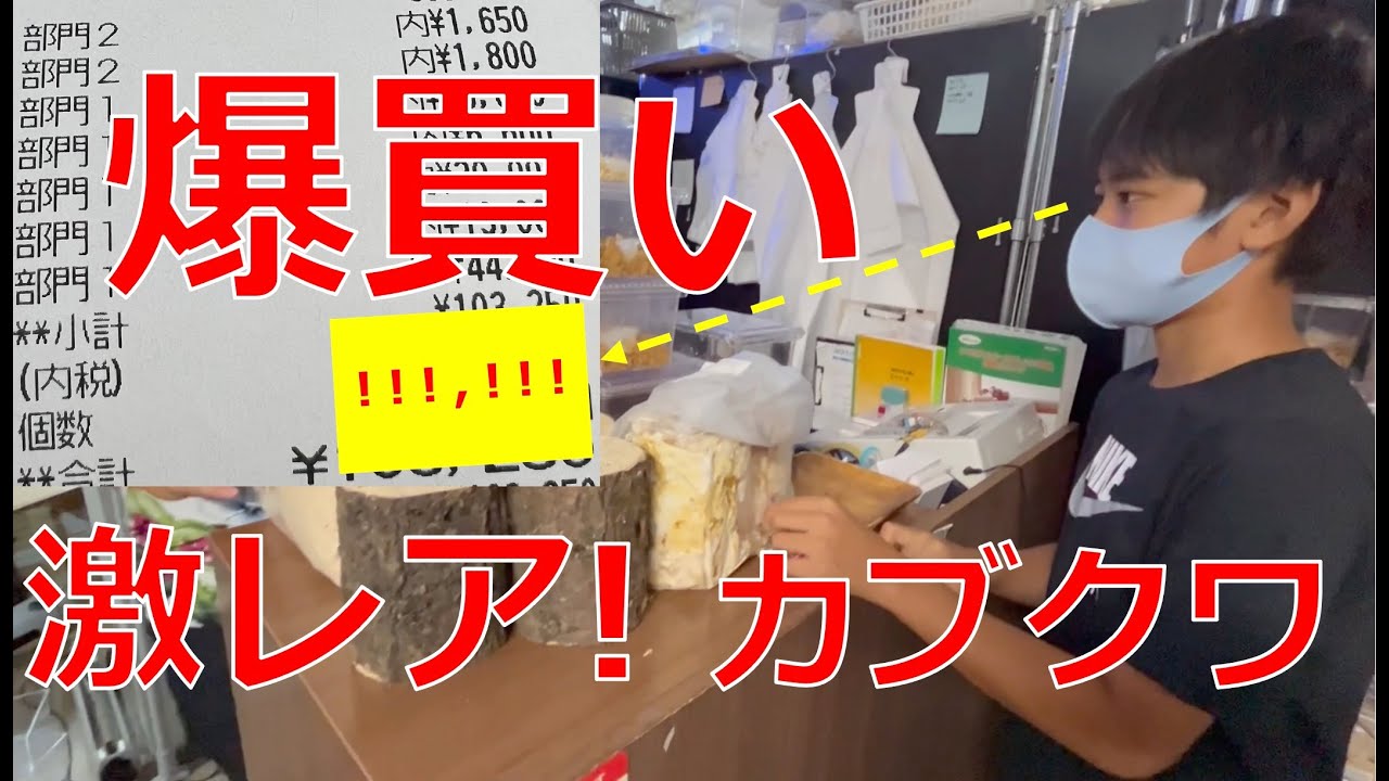 カブクワ【爆買い】激レア発見！