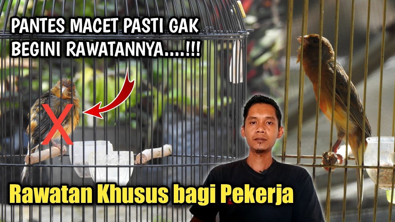 Rawatan KENARI bagi orang sibuk kerja Agar Tetap GACOR dan Stabil