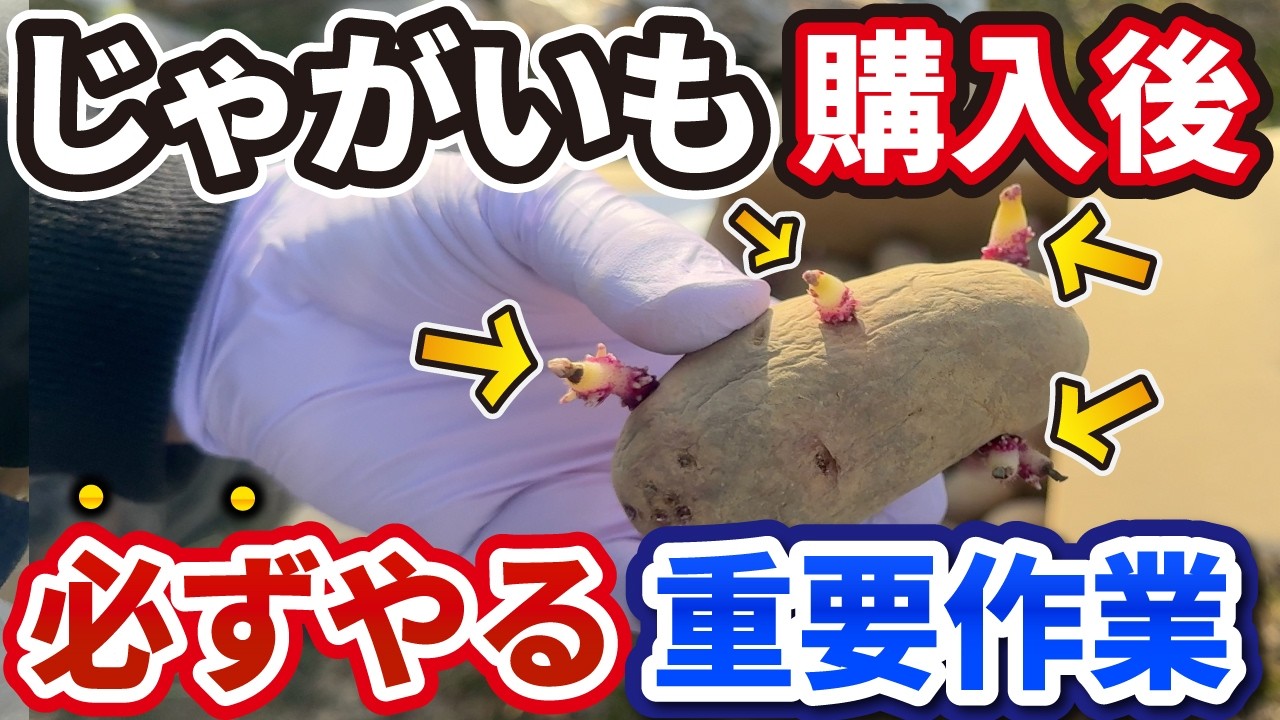 【初心者必見】ジャガイモの種芋を買ったら絶対コレやって！収穫量を激増させる「3つの重要作業」