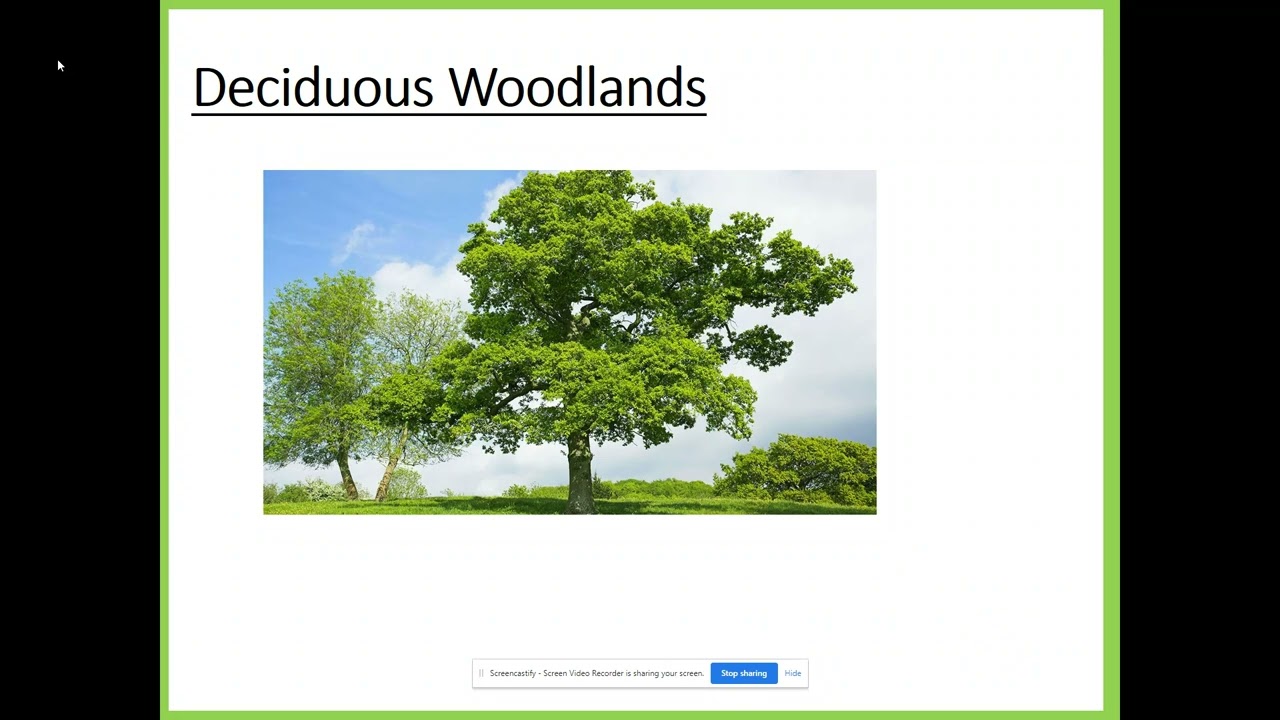 Deciduous Woodland   Climate and Adaptations Geography Y10&11