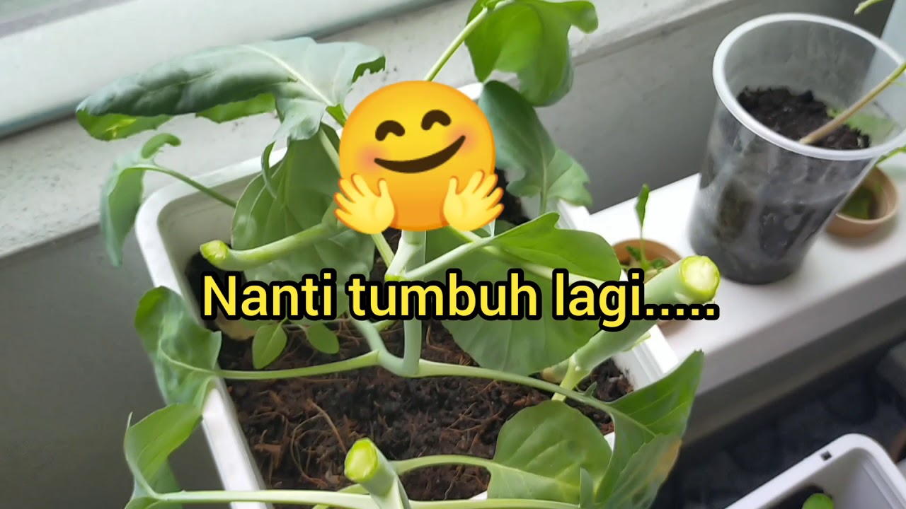 Cara tuai kailan yang tanam di rumah