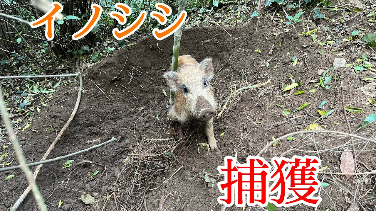 【罠猟2】閲覧注意。日常と非日常。捕獲と害獣駆除。
