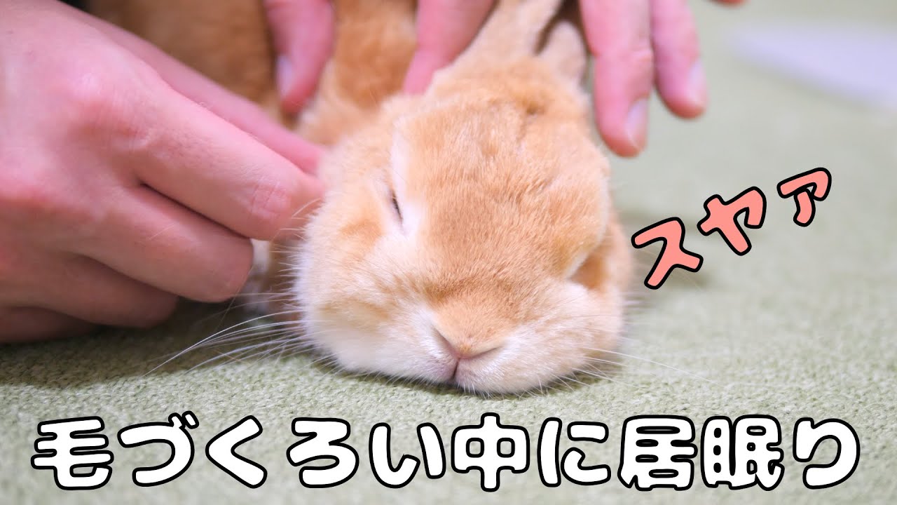 毛づくろい中に居眠りし出すのんびり屋なウサギ【No.244】