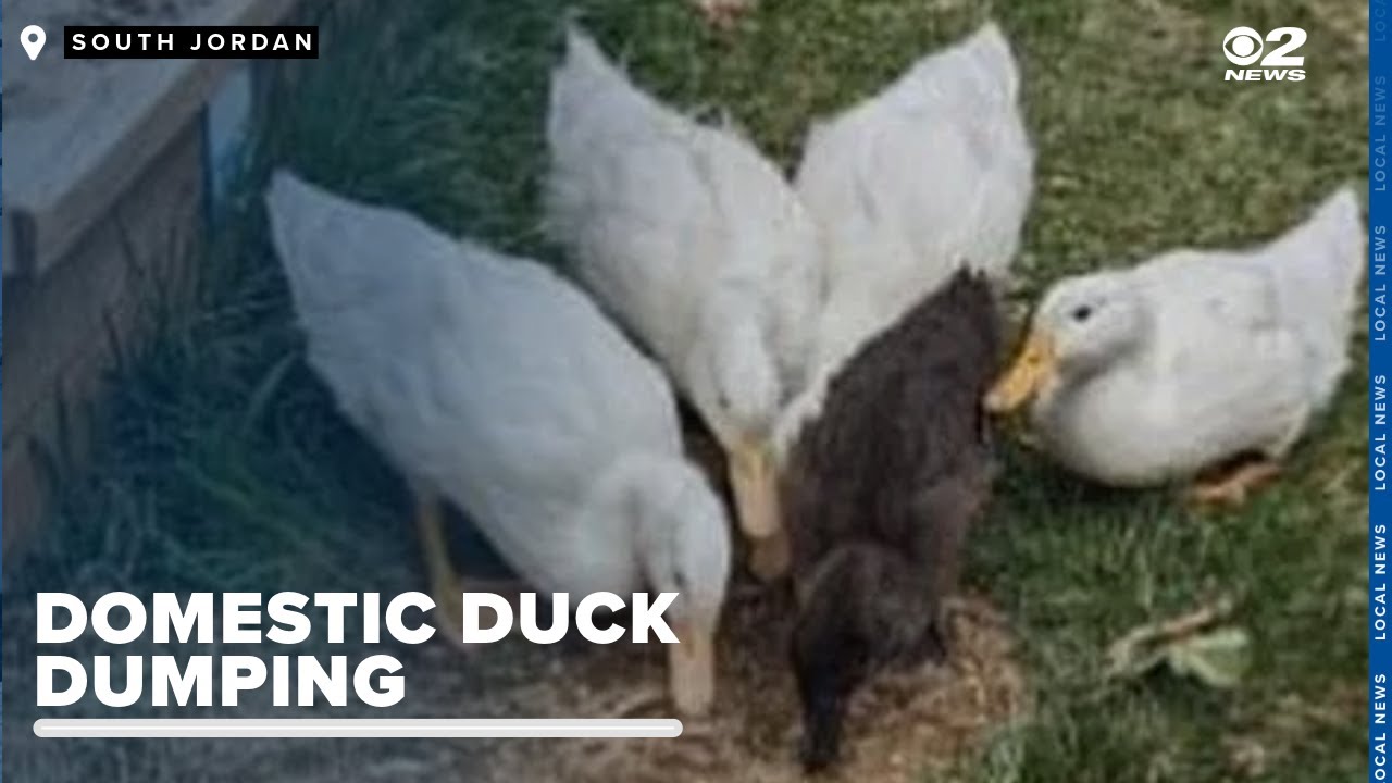 Doorbell video catches people abandoning ducks at Oquirrh Lake in Daybreak