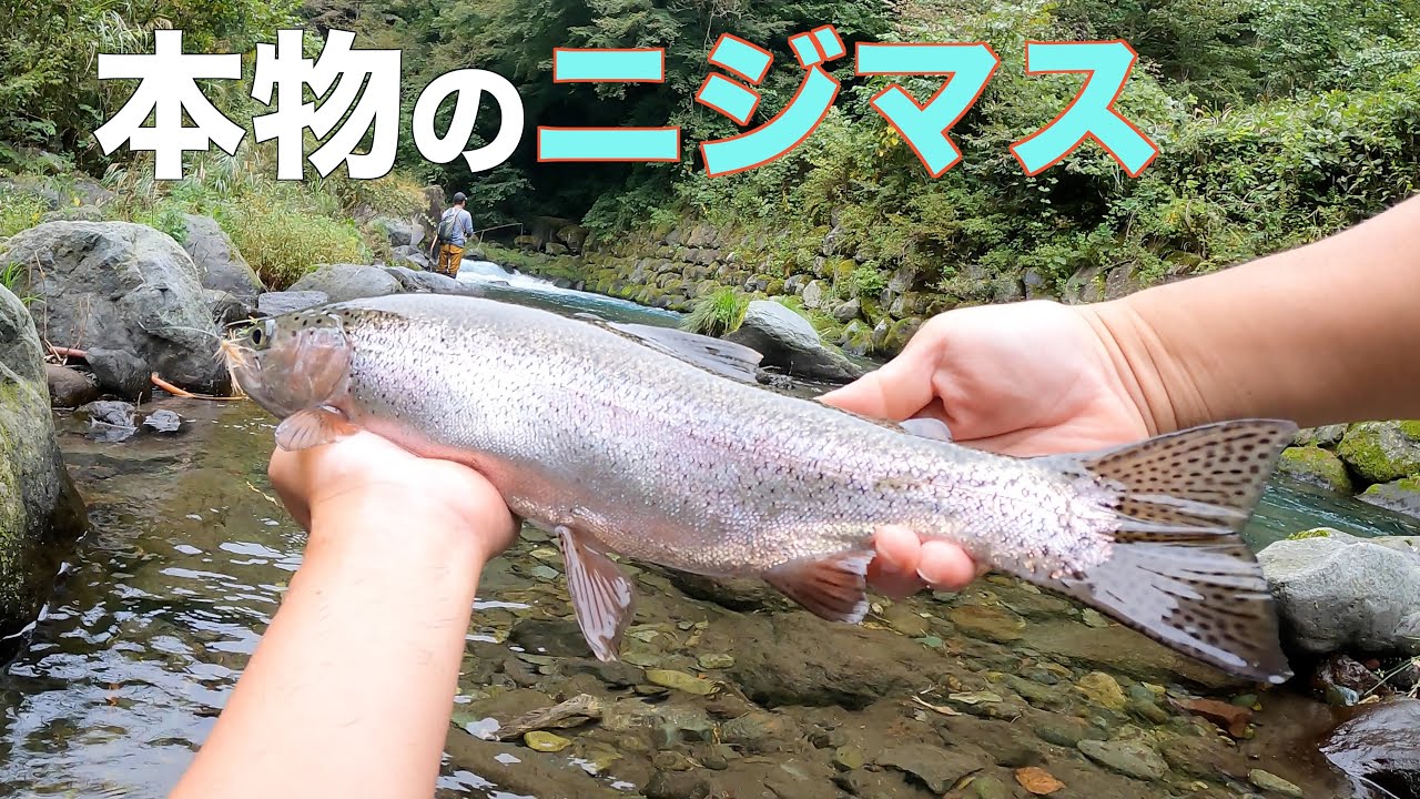 自然に適応し、ネイティブ化した本物のレインボートラウトを探す【本州】