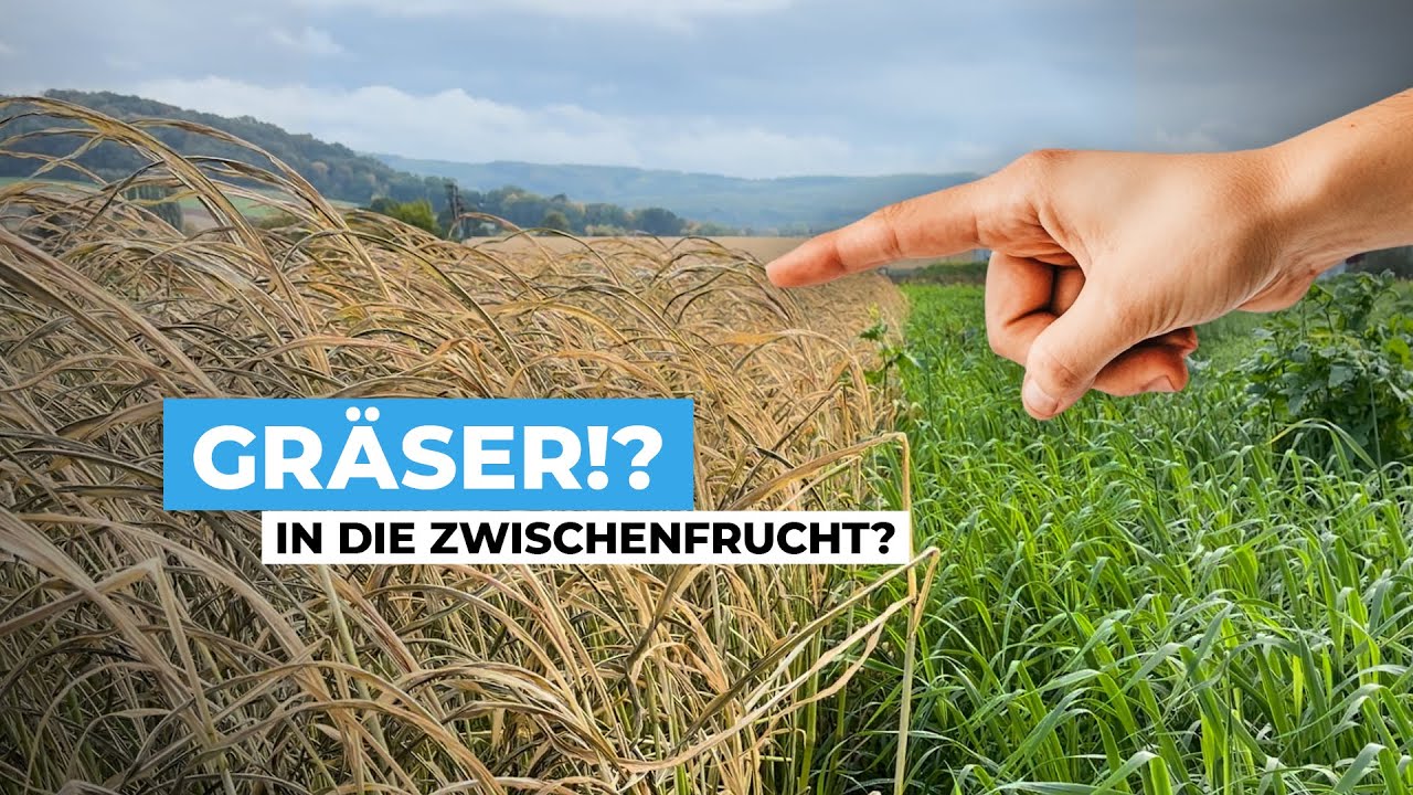 Warum Gräser in die Zwischenfrucht gehören