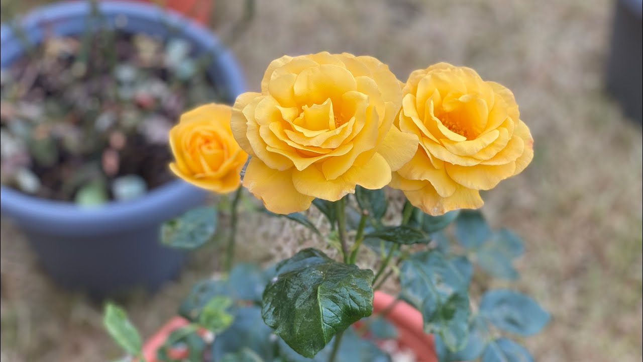 Rose Arthur Bell - June 2023