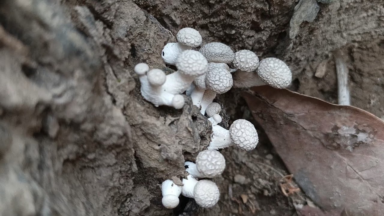 Petualangan Mencari Jamur di Kebun