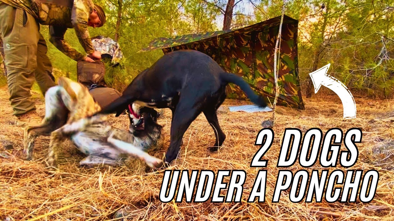 Camping Under SMALL Poncho Shelter With 2 Dogs / SOG Powerlitre Thoughts