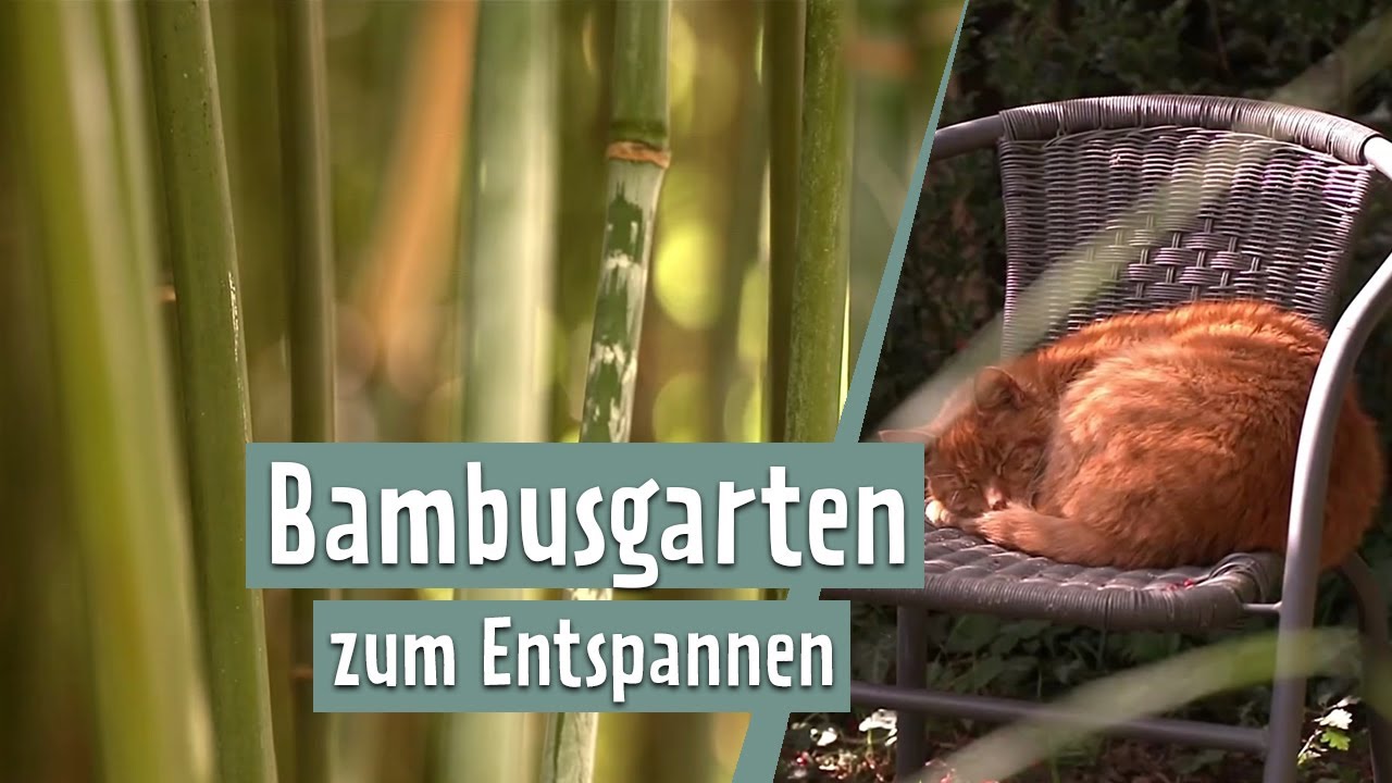 Bambus - Sortenvielfalt im Garten | MDR Garten