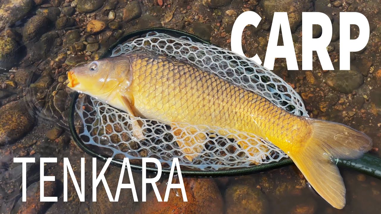 Fly Fishing For CARP on Tenkara - Is It Any Good?