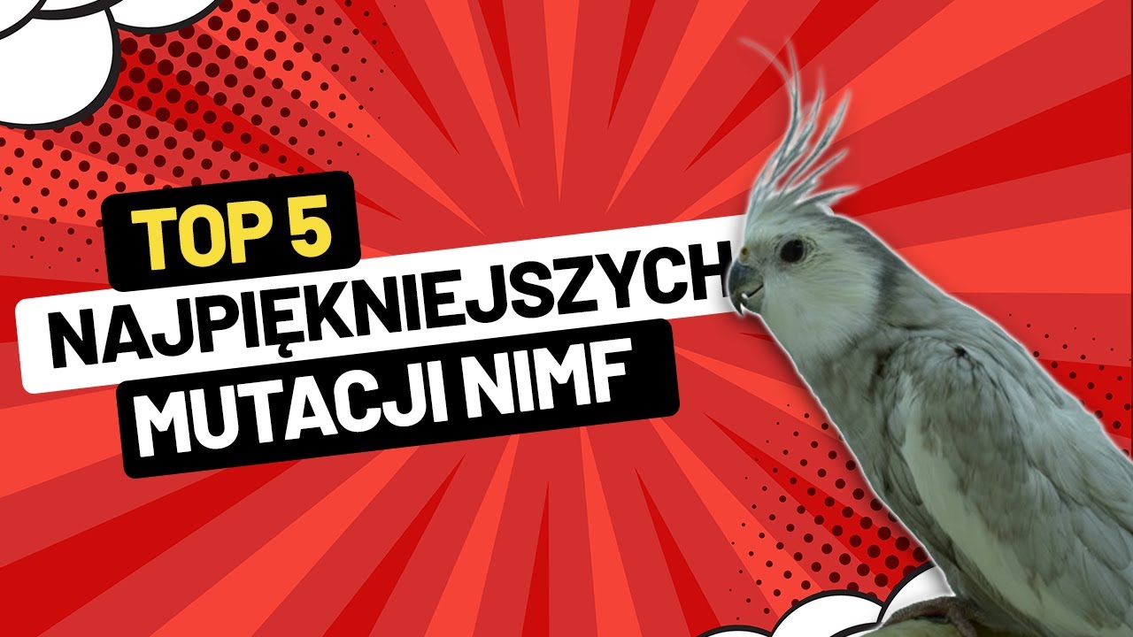 TOP 5 Najpiękniejszych Mutacji Nimf