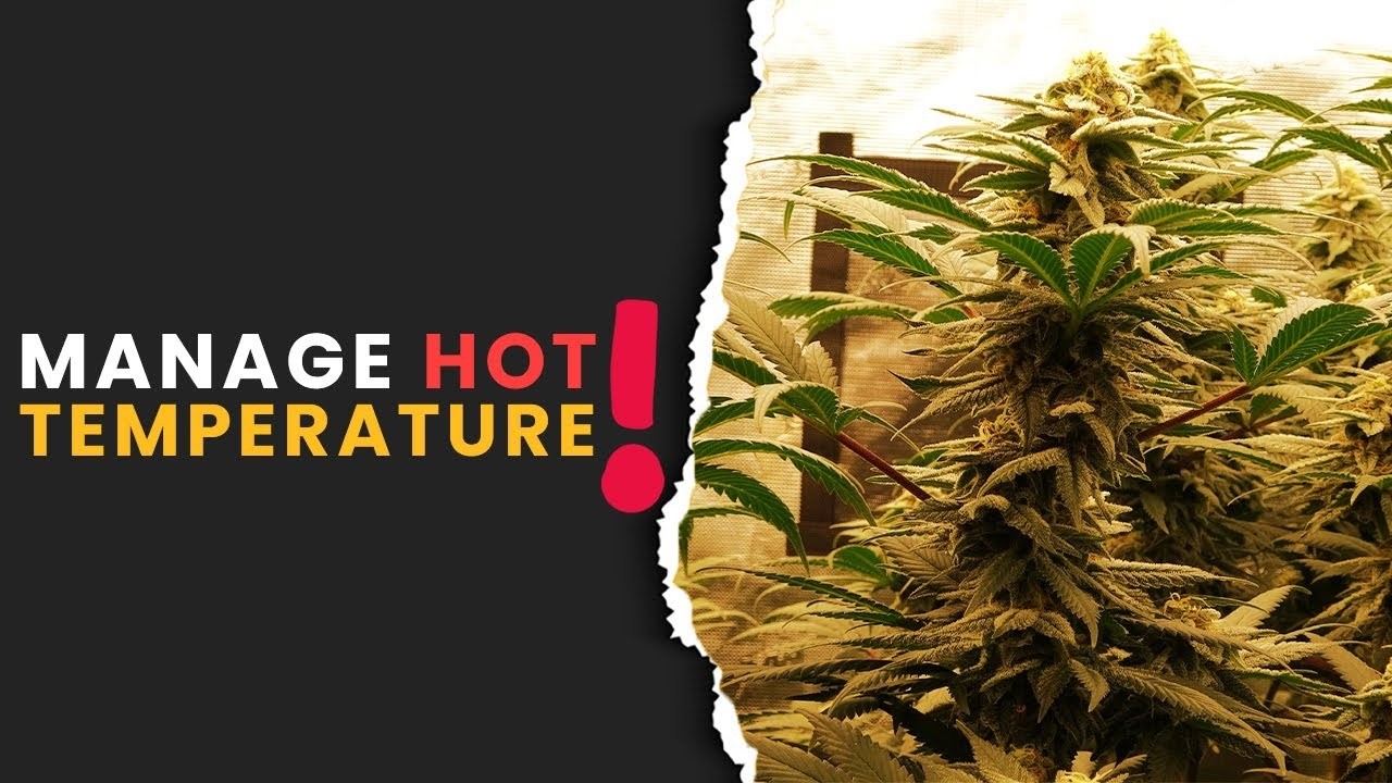 Best Way to DEAL WITH HEAT in Your Grow Environment!