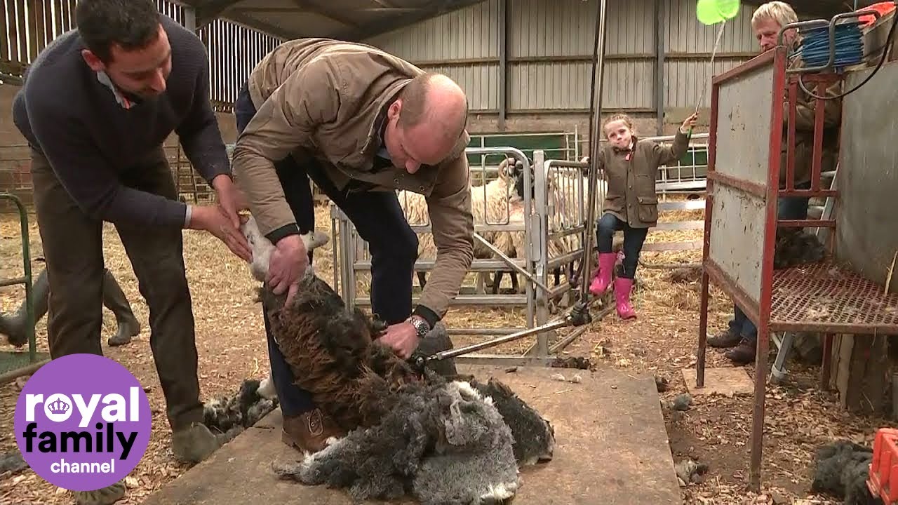 Duke and Duchess of Cambridge try sheep shearing