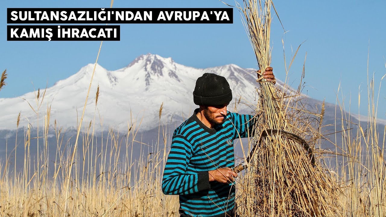 Sultansazlığı'ndan Avrupa'ya kamış ihracatı