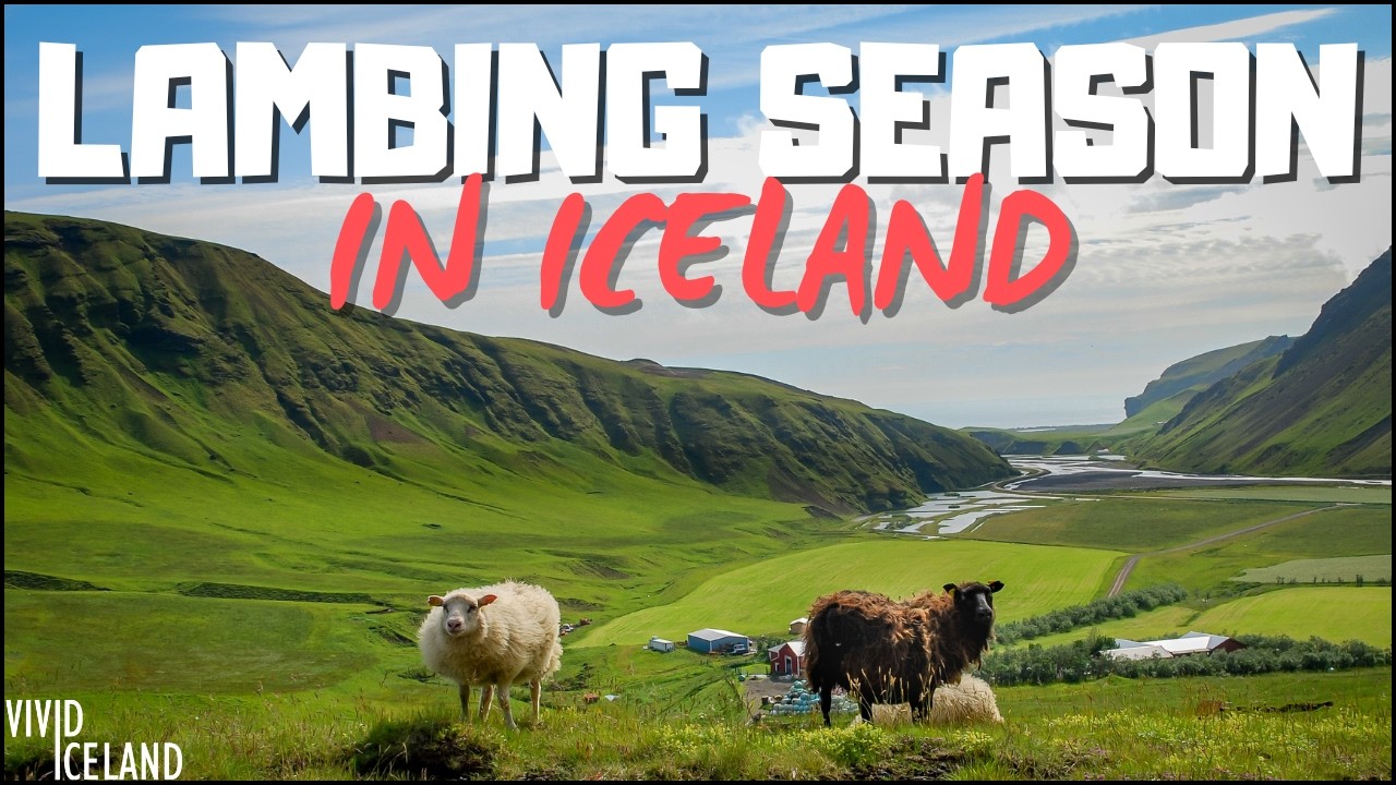 Cuteness Overload: Visiting an Icelandic Sheep Farm in the Heart of Iceland