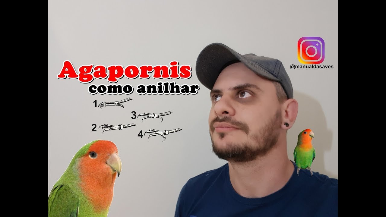 Agapornis como anilhar