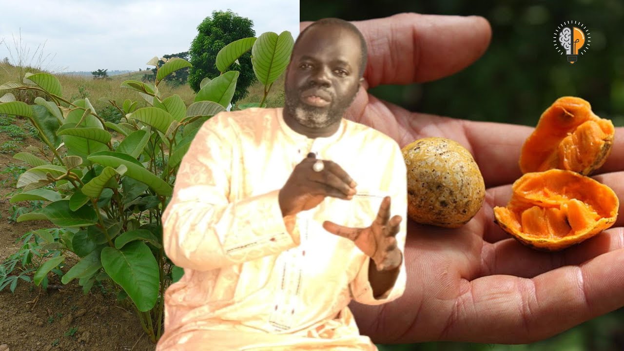 Le Digoore ( Annona senegalensis ) Pr Ousmane Ndiaye - SAMA XALAAT TV