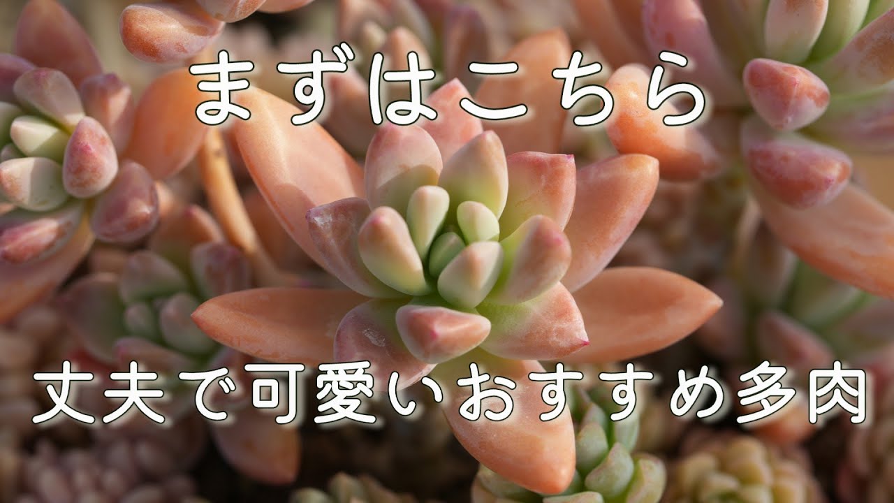 #529【この多肉はずせない】初めての方にも超おすすめ。秋麗の1年間の育て方増やし方