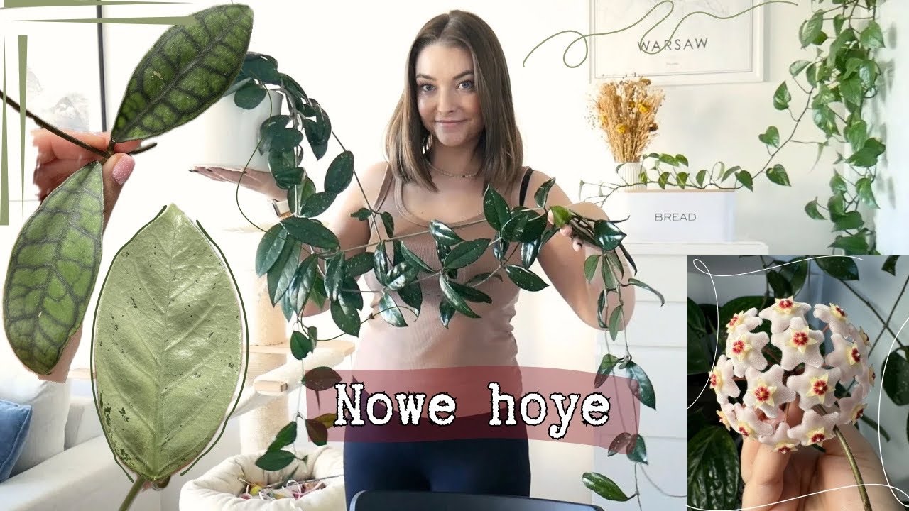 Sadzenie nowych i zagęszczanie starych – Hoye na tapecie
