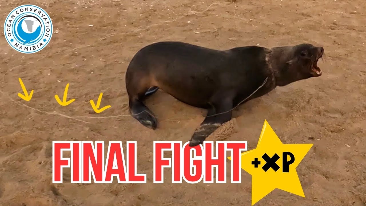 One Rescue After Another… Then the Boss Appeared