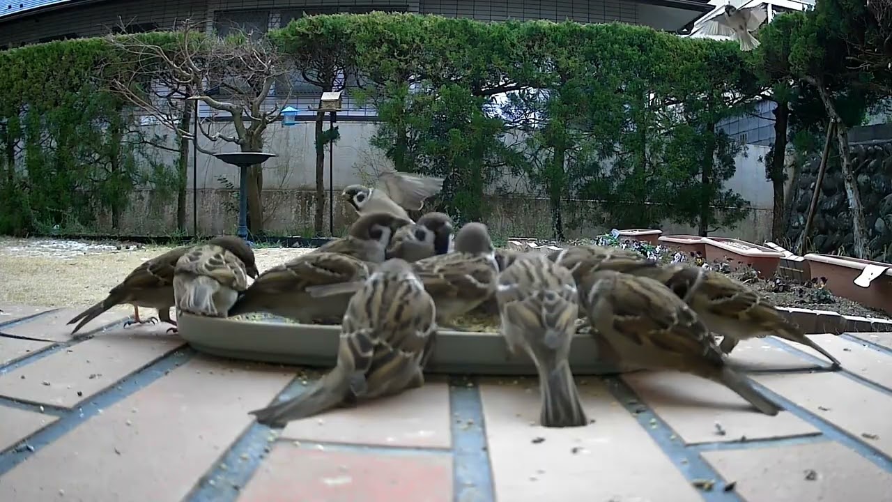 スズメが庭に来ました！　No172　  1/27　賑やか夕ごはん　 #birds #スズメ #sparrow #birdwatching #wildbirds