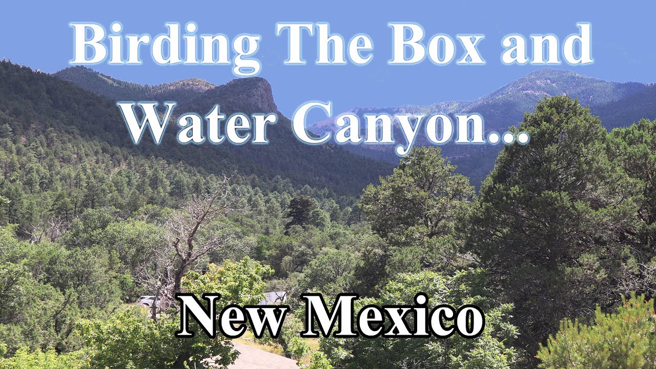 Birding The Box and Water Canyon, New Mexico